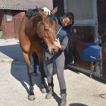 Physiotherapeutische Maßnahmen beim Pferd