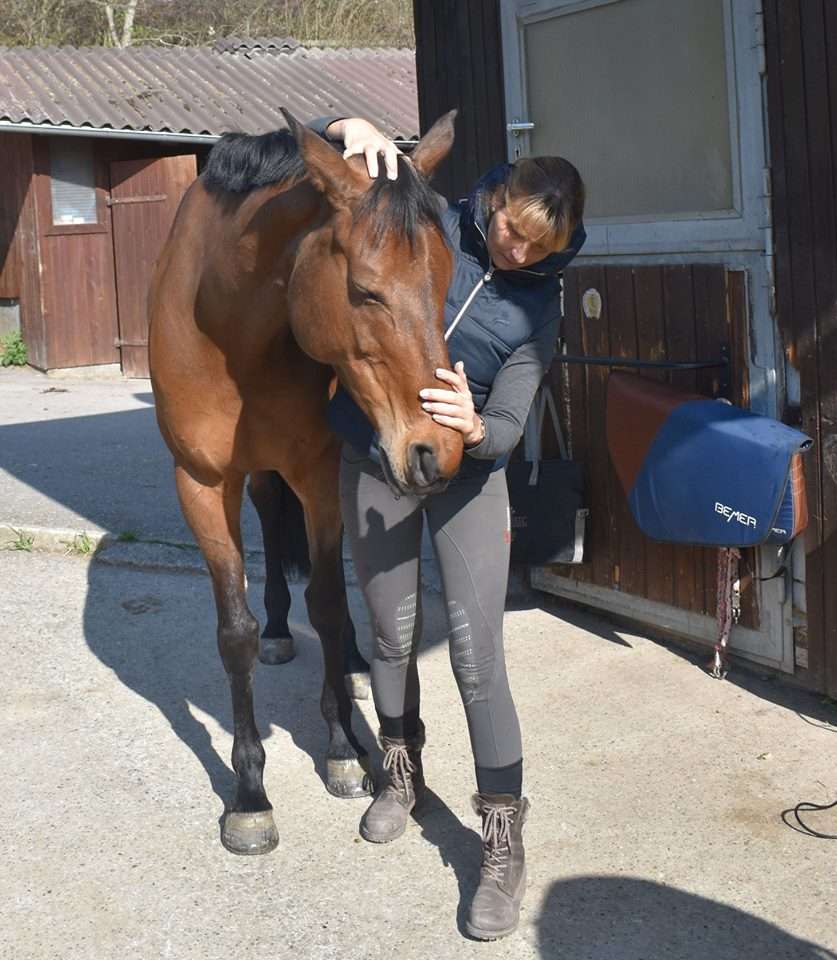 Physiotherapeutische Maßnahmen beim Pferd, Genick