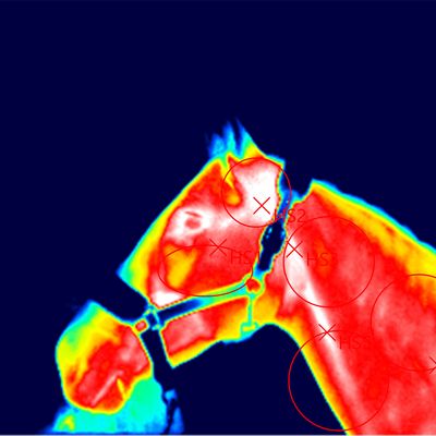 Thermografieaufnahme des Pferdekopfes