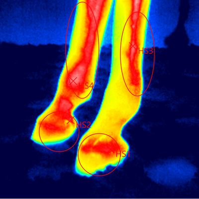 Thermografische Darstellung Pferdebeine