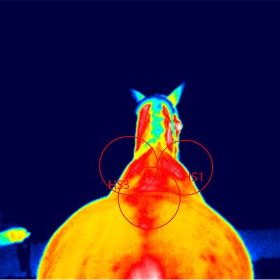 Thermografische Darstellung Pferderücken