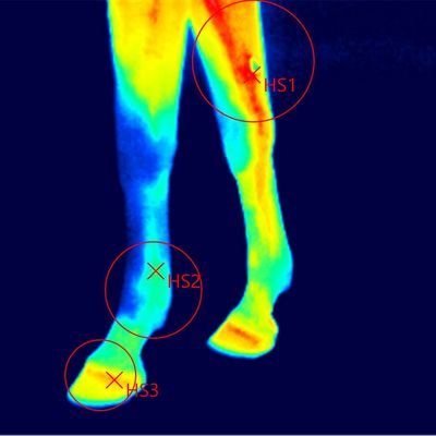Thermografische Darstellung der Vorderbeine