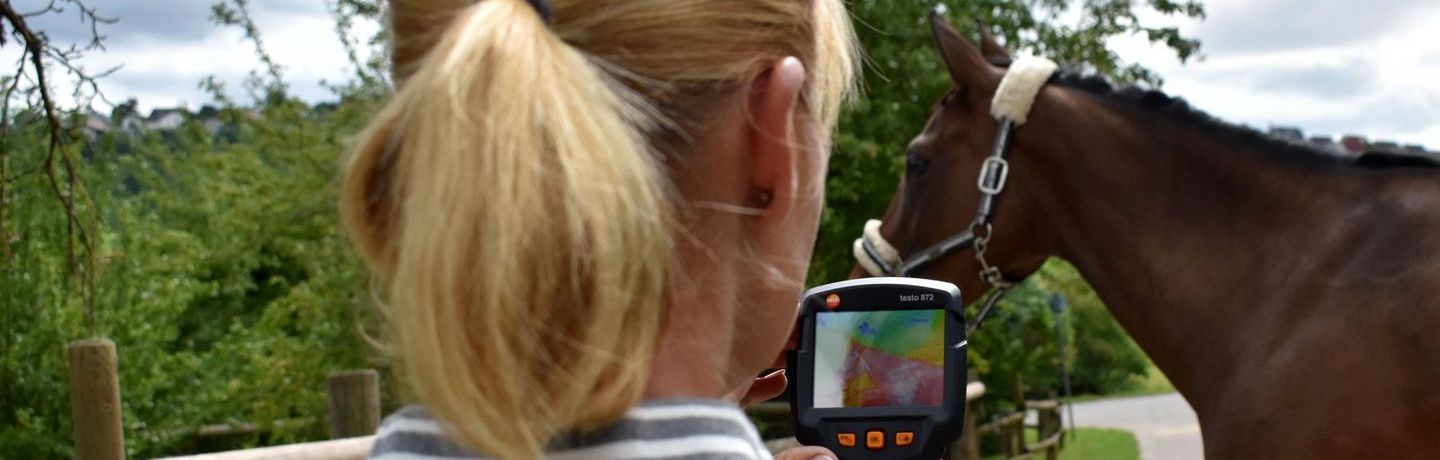 Thermografische Darstellung Pferd