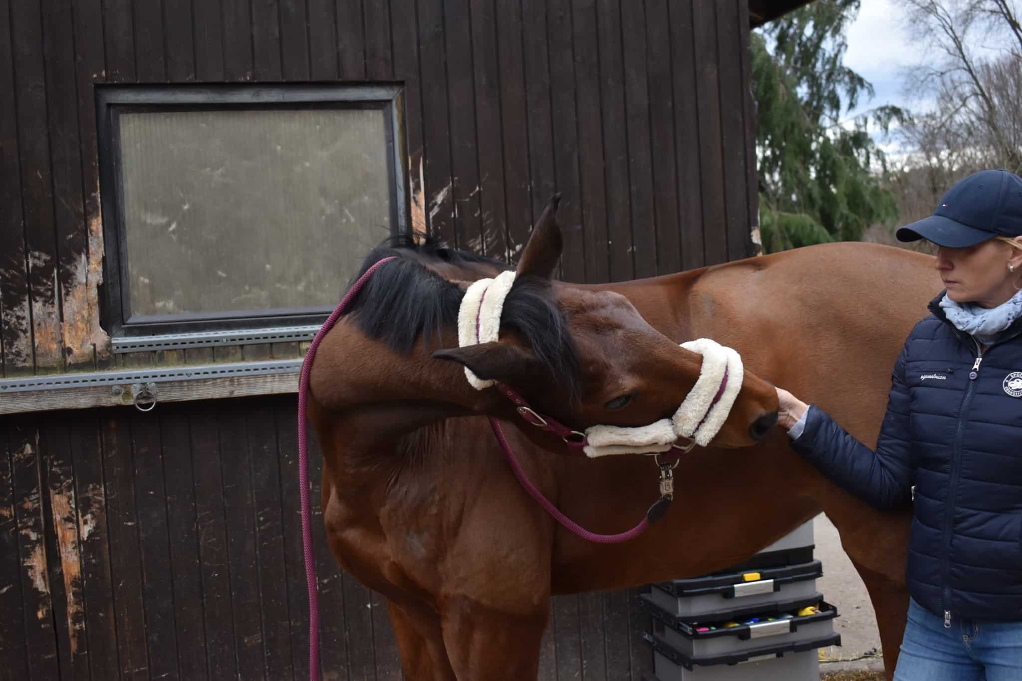 Halswirbelsäule Pferd Mobilisationsübungen