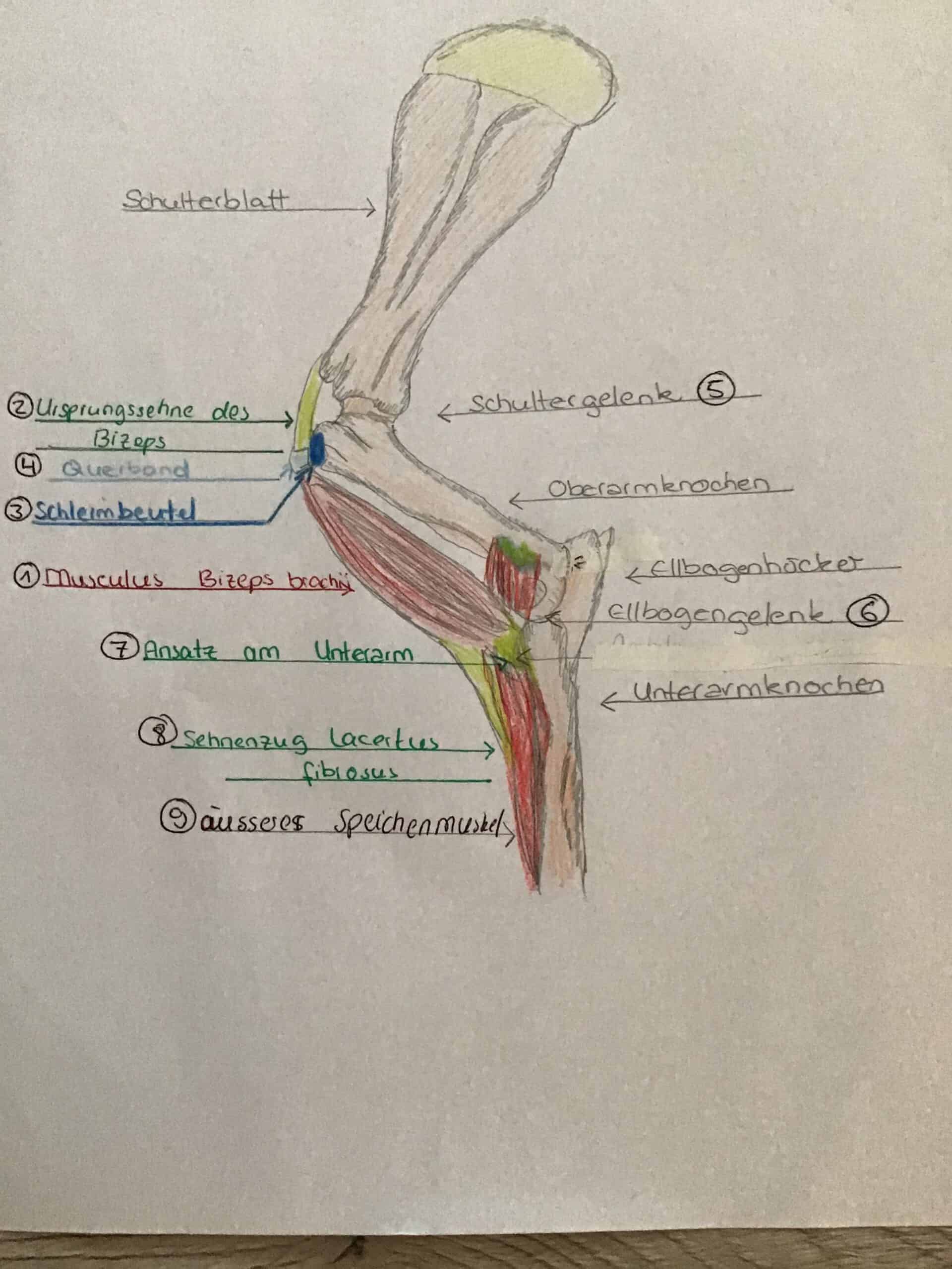 Hinterbein Pferd Sehnen