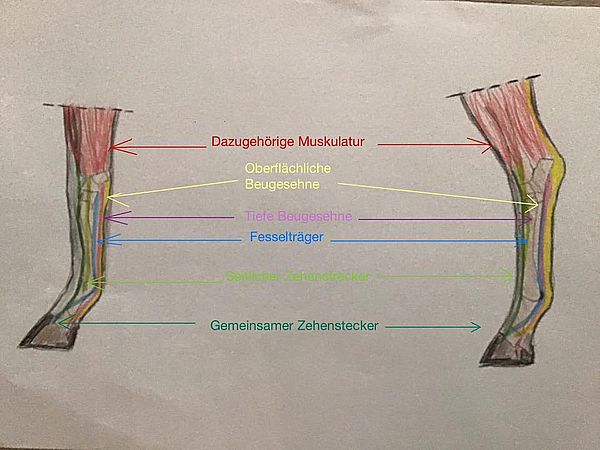 Sehnenzerrung Pferd Fesselträger