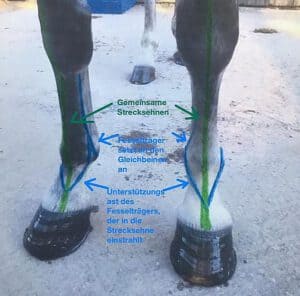 Sehnen - das Top-Thema unter Pferdebesitzern - Pferdephysio-Kaupp