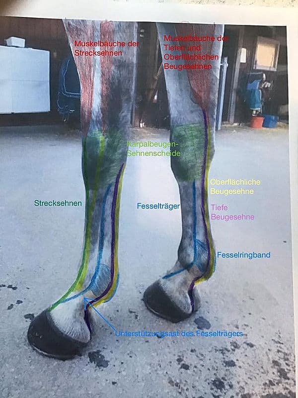 Tiefe und Oberflächliche Beugesehne Pferd