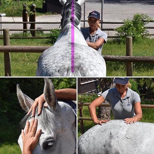 Kranio-Sakral-Therapie für Pferde