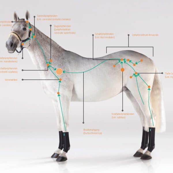 Das Lymphsystem des Pferdes
