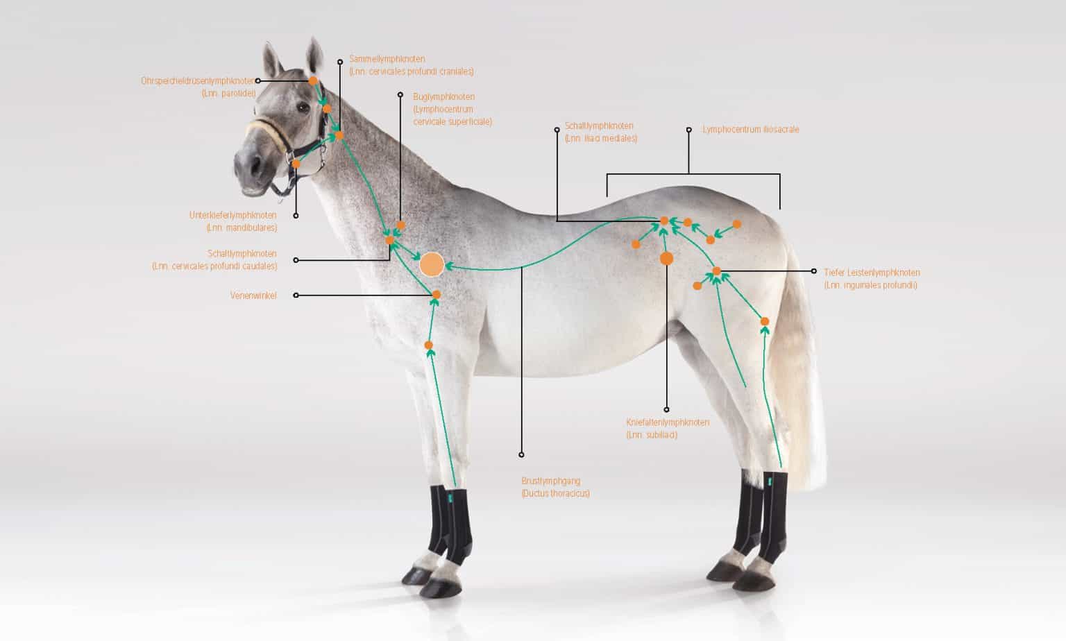 Das Lymphsystem des Pferdes