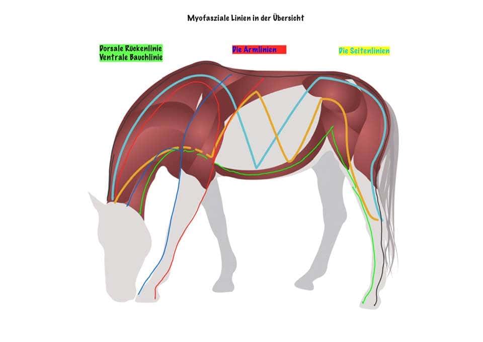 Myofasziale Linien