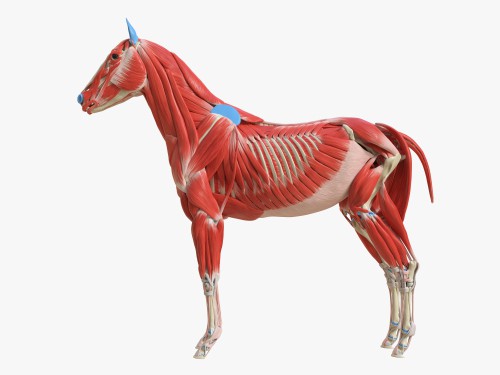 Muskulatur Pferd